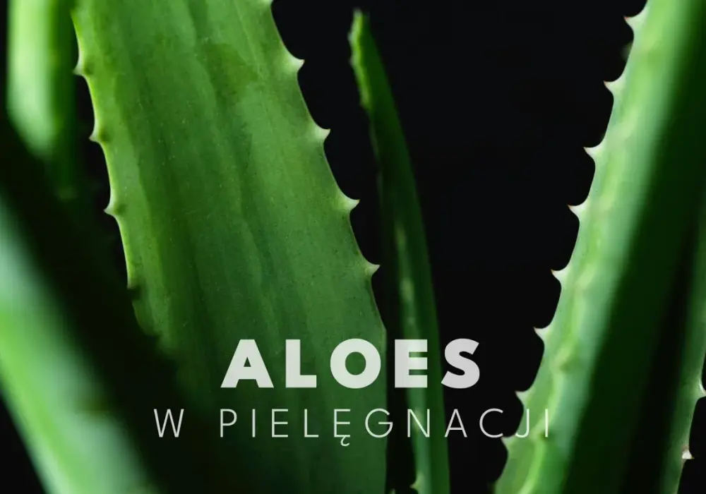 Aloes - na co pomaga? Żel, sok, lateks - jak stosować?