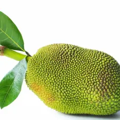 Zielony, kolczasty owoc jackfruit, znany też jako chlebowiec. Co to jest? To egzotyczna, wielka jagoda.