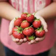 Dziecko trzyma w dłoniach garść soczystych truskawek. Zastanawiasz się, ile kcal ma truskawka? To pyszna i niskokaloryczna przekąska!