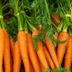 Pęczek świeżych, pomarańczowych marchewek z zielonymi naćmi. Niska marchewka kcal, idealna na zdrową przekąskę.