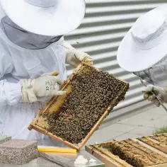 Ile miodu produkuje jedna pszczoła? Zaskakujące fakty o pszczołach