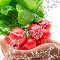 Dłonie płuczą pęczek rzodkiewek pod strumieniem wody. Niskie rzodkiewka kcal czynią je idealną przekąską.