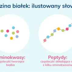 Ilustracja pokazuje, jak aminokwasy endogenne tworzą peptydy, a te z kolei białka.