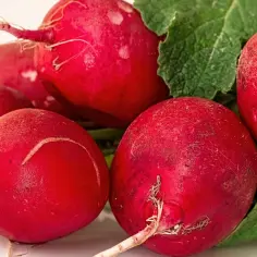 Pęczek świeżych, czerwonych rzodkiewek z zielonymi liśćmi. Dowiedz się, jakie witaminy ma rzodkiewka i wzbogać swoją dietę!