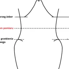 Schematyczne zaznaczenie linii pomiarowych: dolny brzeg żeber, poziom pomiaru (whr) i górna granica grzebienia biodrowego.