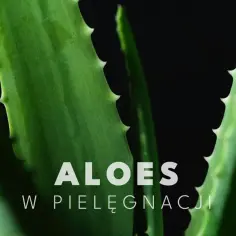 Aloes w pielęgnacji: soczyste liście rośliny, która pomaga nawilżać i łagodzić skórę.