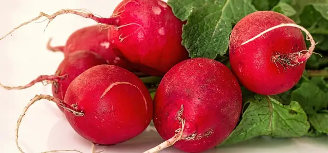 Pęczek świeżych, czerwonych rzodkiewek z zielonymi liśćmi. Dowiedz się, jakie witaminy ma rzodkiewka i wzbogać swoją dietę!